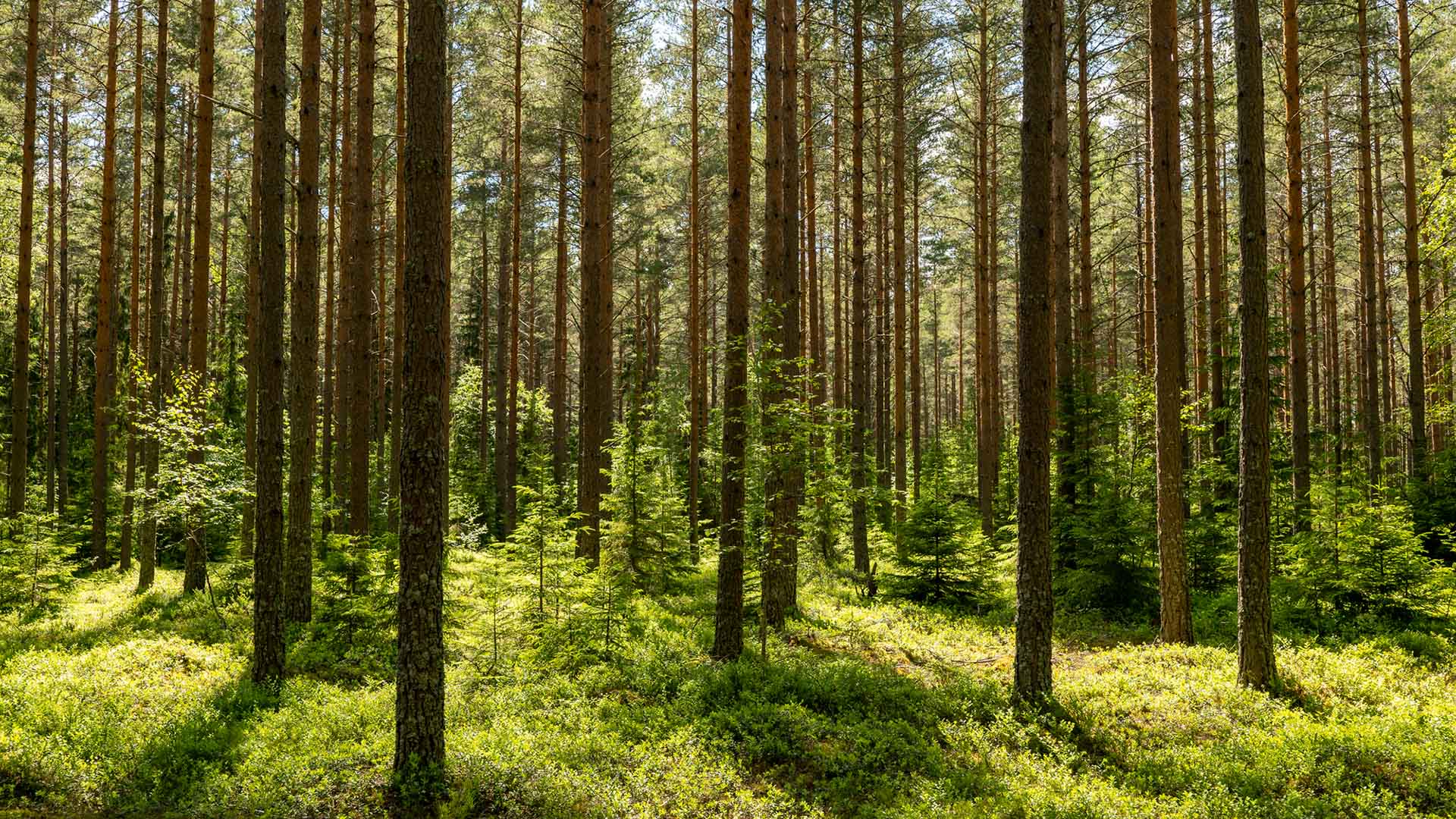 Grön skog med träd i bakgrunden